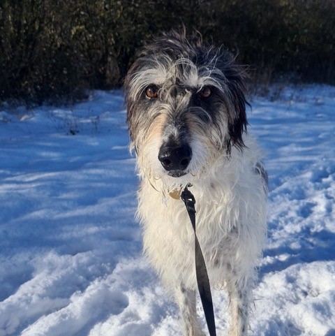 Bertie